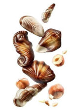Guylian Choco Seashell 65gm - Image 2